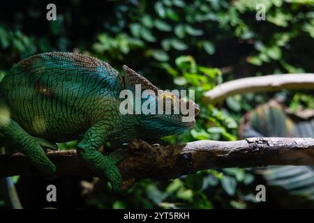 Großes Chamäleon (Chamaeleonidae) mit seiner grünen Tarnfarbe Stockfoto