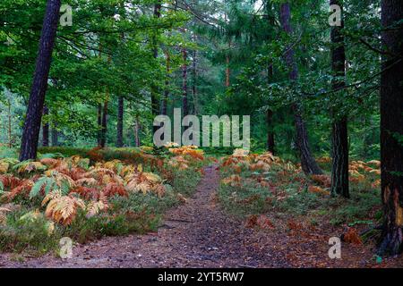 Mitten im Wald, einige farbige Herbstfarne Stockfoto