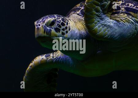 Die grüne Meeresschildkröte (Chelonia mydas) Stockfoto