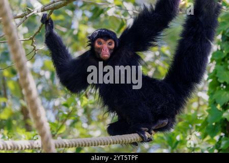 Spinnenaffen mit rotem Gesicht, Ateles paniscus hängt in einigen Seilen Stockfoto