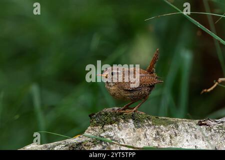 Der Eurasische Zorn (Troglodytes troglodytes) oder der nördliche Zorn auf einem Felsen Stockfoto