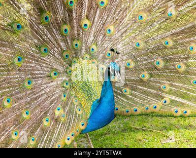 Blauer Pfau mit schönen Federn und Farben Stockfoto