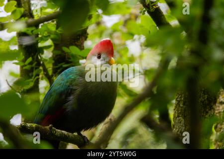 Rotkäppenturaco (Tauraco erythrolophus) in die Bäume Stockfoto