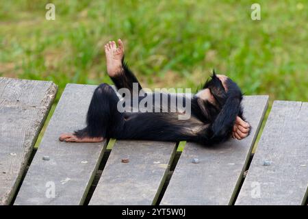 Ein niedlicher kleiner Schimpansee, der auf dem hölzernen Dock liegt (Pan Troglodytes) Stockfoto