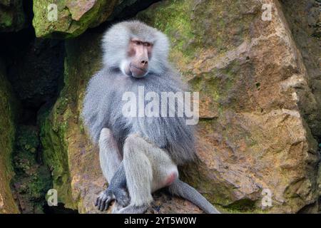 Der Pavian (Papio hamadryas) konzentrierte sich auf seine Familie Stockfoto