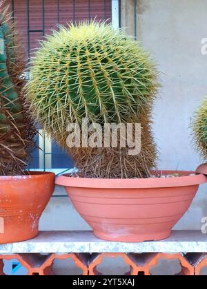 Echinocactus grusonii: Kissen der Schwiegermutter - Dorny Beauty in Close-up. Cactus in a Pot: Echinocactus grusonii, Desert Elegance for Gardens and in Stockfoto