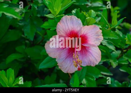 Ein Nahbild einer rosa Hibiskusblüte Stockfoto