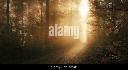 Mystische goldene Herbstlandschaft mit Sonnenlicht, das durch Nebel in einem traumhaften Wald leuchtet. Eine Landschaftsaufnahme mit geheimnisvoller, schöner Stimmung Stockfoto