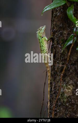 Einzelne Waldkammeidechse krabbelt auf Baumstamm im Park. Stockfoto