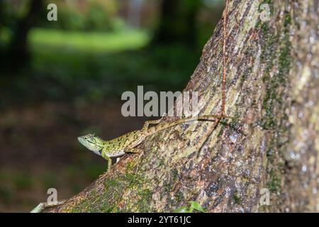 Einzelne Waldkammeidechse krabbelt auf Baumstamm im Park. Stockfoto