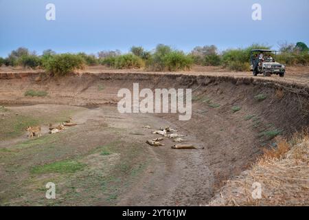 Touristen beobachten Löwen (Panthera Leo) von ihrem Safari-Fahrzeug aus, South Luangwa National Park, Mfuwe, Sambia, Afrika. Loewen (Panthera leo), Süd-Lu Stockfoto