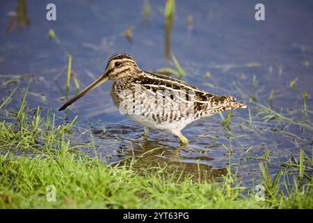 Wilson's Snipe (Gallinago delicata) auf der Suche nach Feuchtgebieten, Gras und Wasser. Stockfoto