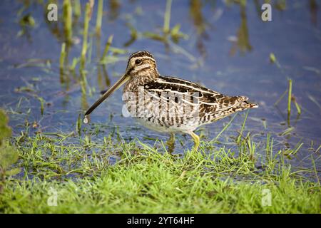 Wilson's Snipe (Gallinago delicata) auf der Suche nach Feuchtgebieten, Gras und Wasser. Stockfoto