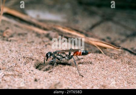 Ein tiefes Loch in den Sand zu graben, um eine gejagte Beute in den Sand zu bringen und später Eier auf den Kadaver zu legen Stockfoto