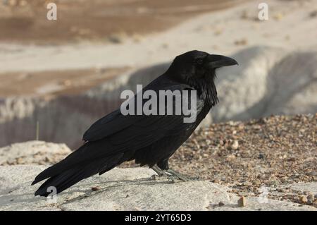 Raven vor einer trockenen Landschaft, Petrified Forest, USA Stockfoto