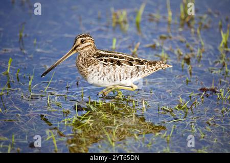 Wilson's Snipe (Gallinago delicata) auf der Suche nach Feuchtgebieten, Gras und Wasser. Stockfoto