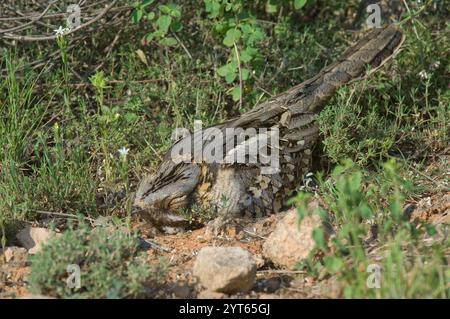 Rothals-Nachtschnecke (Caprimulgus ruficollis) in Nest, Barcelona, Spanien Stockfoto