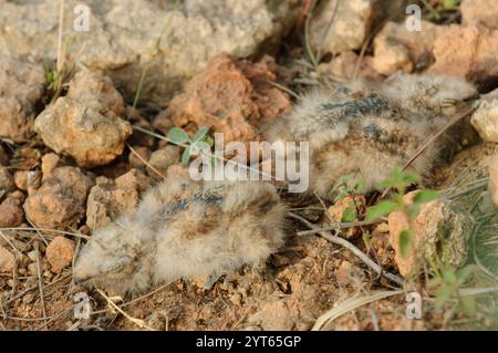 Rothalsküken (Caprimulgus ruficollis) bei Nest, Barcelona, Spanien Stockfoto