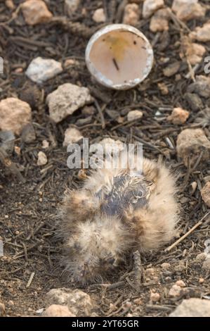 Rothalsküken (Caprimulgus ruficollis) bei Nest, Barcelona, Spanien Stockfoto