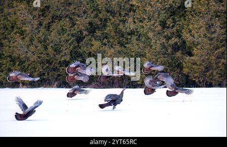Eastern Wild Truthühner fliegen über den Schnee in Ottawa, Kanada Stockfoto
