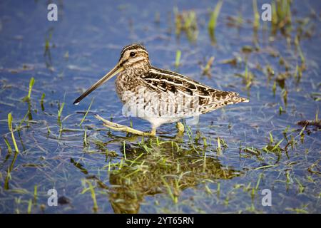 Wilson's Snipe (Gallinago delicata) auf der Suche nach Feuchtgebieten, Gras und Wasser. Stockfoto