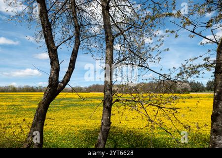 Gelb blühende Ölfelder in der Eifel Stockfoto