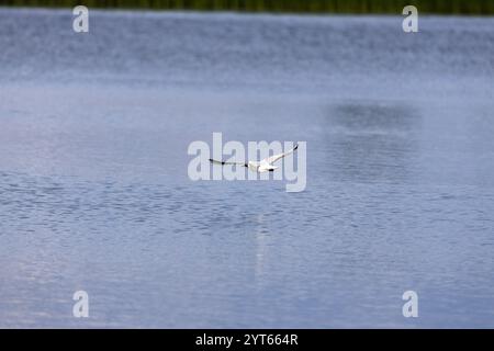 Ein weißer Vogel fliegt anmutig tief über ruhigem blauem Wasser, mit ausgestreckten Flügeln. Der ruhige See reflektiert den Himmel, umgeben von Anklängen von grünem Vegetat Stockfoto