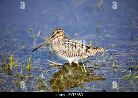 Wilson's Snipe (Gallinago delicata) auf der Suche nach Feuchtgebieten, Gras und Wasser. Stockfoto