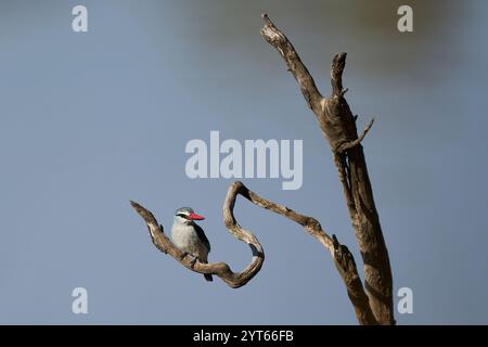 Waldland Kingfisher (Halcyon senegalensis) thront auf einem Zweig im South Luangwa National Park, Sambia Stockfoto