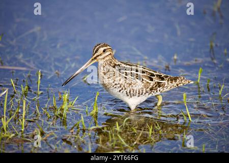 Wilson's Snipe (Gallinago delicata) auf der Suche nach Feuchtgebieten, Gras und Wasser. Stockfoto