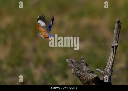 Graukopf-Eisvogel (Halcyon leucocephala) im Flug im South Luangwa National Park, Sambia Stockfoto