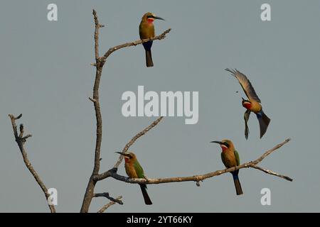 Bienenfresser (Merops bullockoides), die auf den Ästen eines toten Baumes im South Luangwa National Park in Sambia thronen Stockfoto