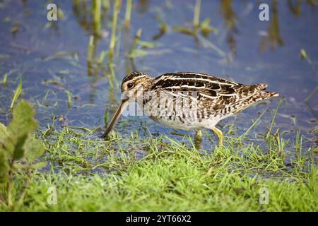 Wilson's Snipe (Gallinago delicata) auf der Suche nach Feuchtgebieten, Gras und Wasser. Stockfoto