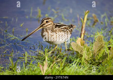 Wilson's Snipe (Gallinago delicata) auf der Suche nach Feuchtgebieten, Gras und Wasser. Stockfoto