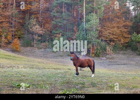 Schönes Pferd auf einer Lichtung in der Nähe eines Herbstwaldes Stockfoto