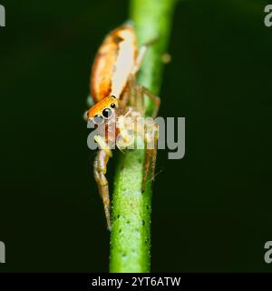 Schillernde springende Spinne auf Passionsfrucht, die einen Blattlaus isst, Mahe Seychelles Stockfoto