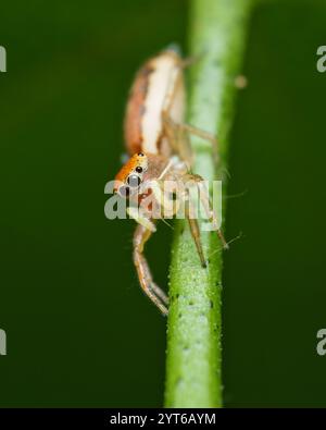 Schillernde springende Spinne auf Passionsfrucht, die einen Blattlaus isst, Mahe Seychelles Stockfoto