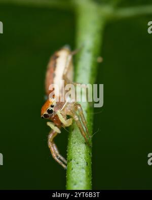 Schillernde springende Spinne auf Passionsfrucht, die einen Blattlaus isst, Mahe Seychelles Stockfoto