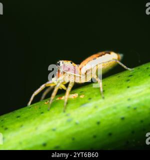 Schillernde springende Spinne auf Passionsfrucht, die einen Blattlaus isst, Mahe Seychelles Stockfoto