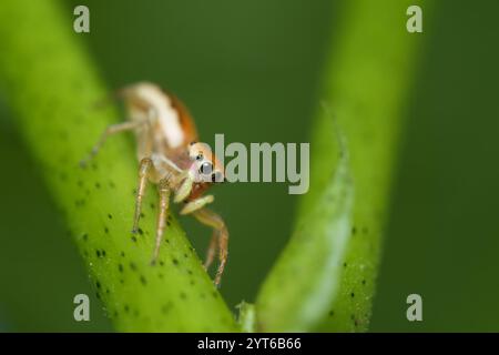 Schillernde Springspinne auf Passionsfruchenstamm, Mahe Seychelles Stockfoto