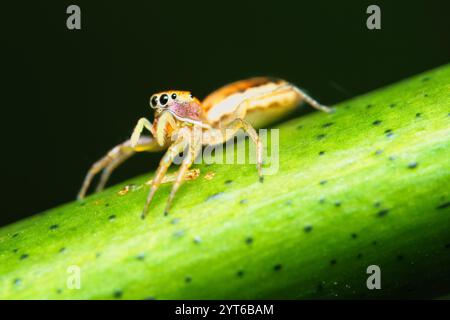 Schillernde springende Spinne auf Passionsfrucht, die einen Blattlaus isst, Mahe Seychelles Stockfoto