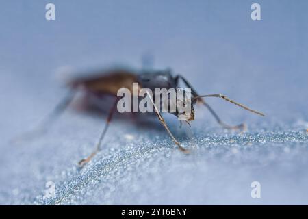 Makrofotografie des männlichen geflügelten Zimmermanns Ant, Mahe, Seychellen Stockfoto