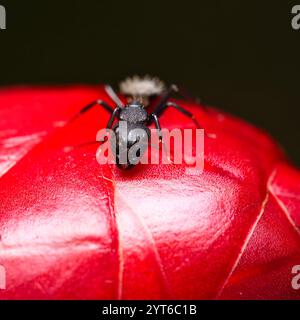 Makrofotografie von schwarzer Ameise auf Insulinblumenkopf, Mahe, Seychellen Stockfoto