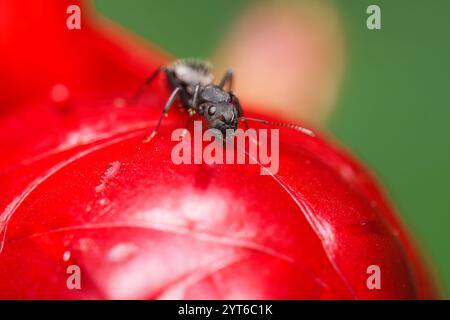 Makrofotografie von schwarzer Ameise auf Insulinblumenkopf, Mahe, Seychellen Stockfoto