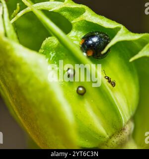 Makrofotografie von schwarzem Marienkäfer auf Passionsfrucht Blütenknospen im Garten, Mahe, Seychellen Stockfoto