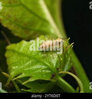 Makrofotografie der irisierenden springenden Spinne auf Passionsfruchtblatt Mahe Seychellen Stockfoto