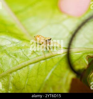 Makrofotografie der irisierenden springenden Spinne auf Passionsfruchtblatt Mahe Seychellen Stockfoto