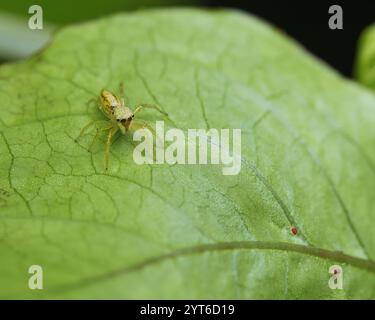 Makrofotografie der irisierenden springenden Spinne auf Passionsfruchtblatt Mahe Seychellen Stockfoto