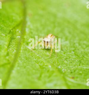 Makrofotografie der irisierenden springenden Spinne auf Passionsfruchtblatt Mahe Seychellen Stockfoto