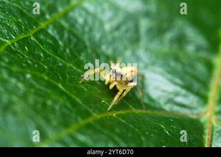 Makrofotografie der irisierenden springenden Spinne auf Passionsfruchtblatt Mahe Seychellen Stockfoto